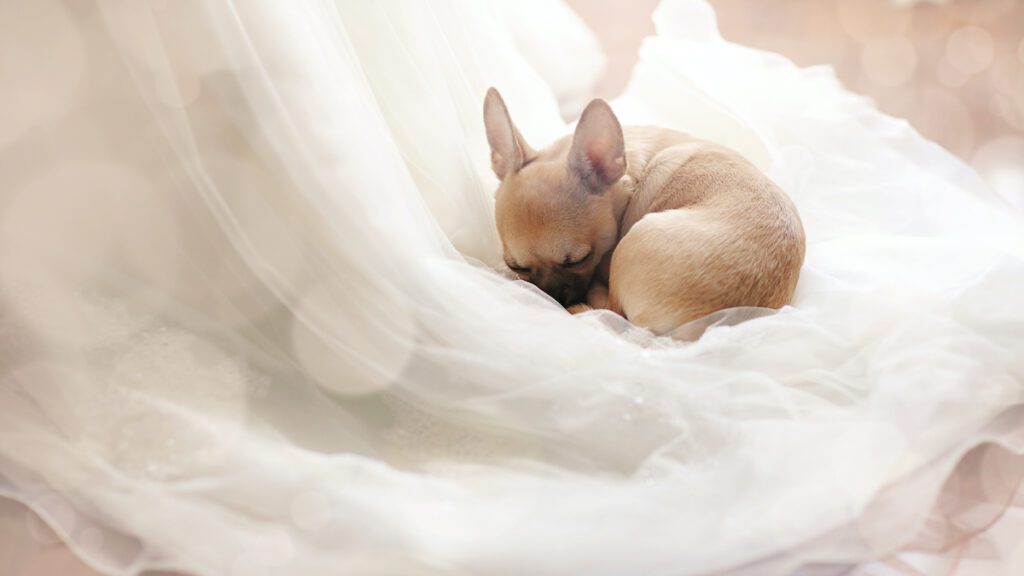 zwierzęta na ślubie pies śpiący na welonie