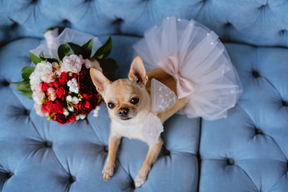 Sukienka dla psa na wesele