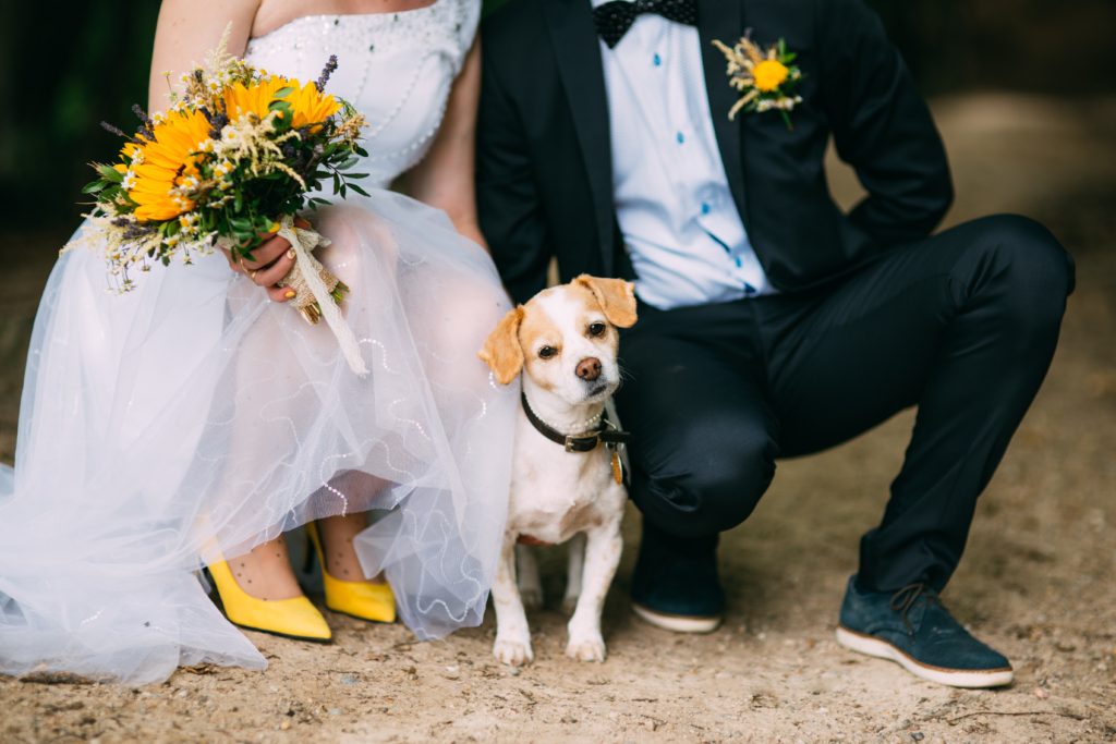 pies na ślubie