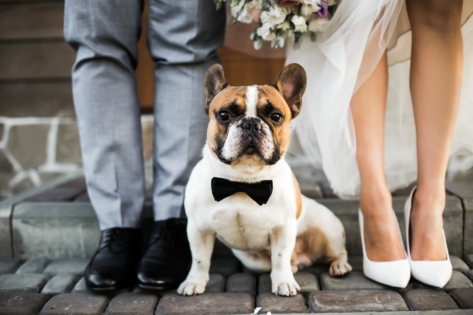 pies na ślubie